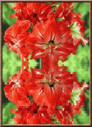 Refler d'amaryllis