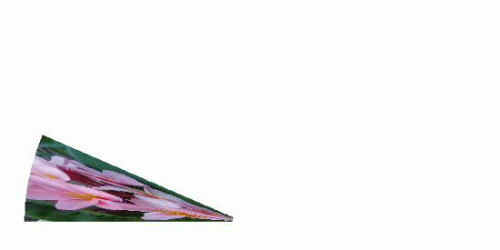 Eventail magnolia