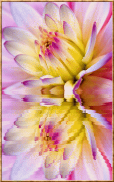 Reflet animé de fleurs